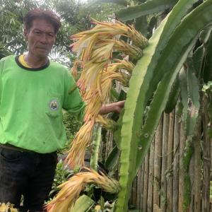 Support the Dragon-fruit Social Enterprise Project - DonationCentral.org