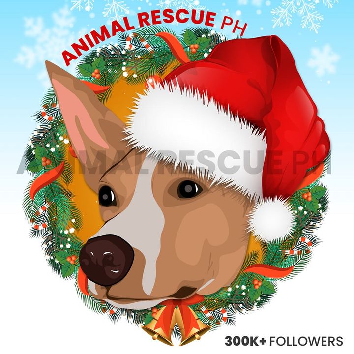 Animal Rescue PH | Bulacan 